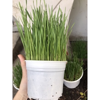 Cỏ mèo tươi trồng sẵn