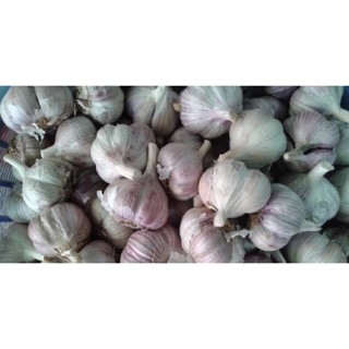 Tỏi ta Hải Dương không chất bảo quản 5kg