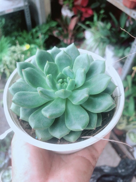 Sen Đá Bánh Bao Xanh