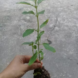 Cây giống bạc hà nhật