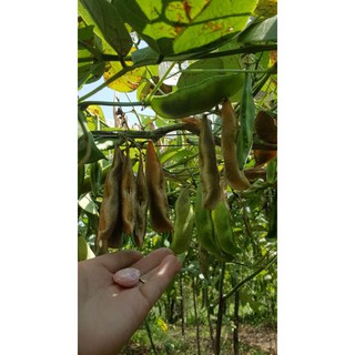 Hạt Đậu Ngự 0.5kg