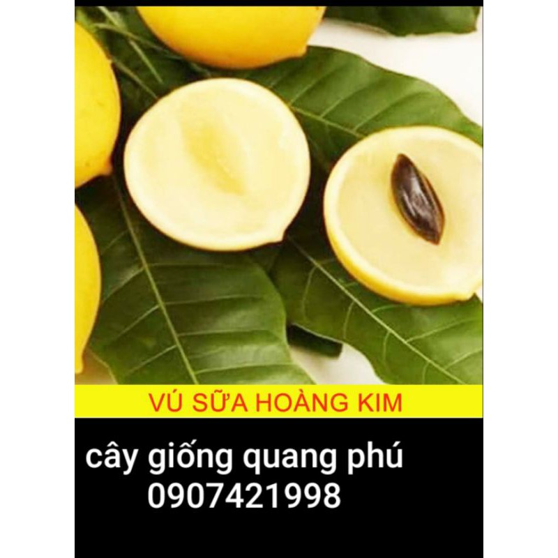 CÂY GIỐNG VÚ SỮA HOÀNG KIM