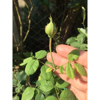 Hồng cổ quế siêng hoa