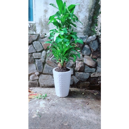 Chậu Phát Tài 5 Thân