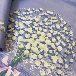 Ga gối cotton
