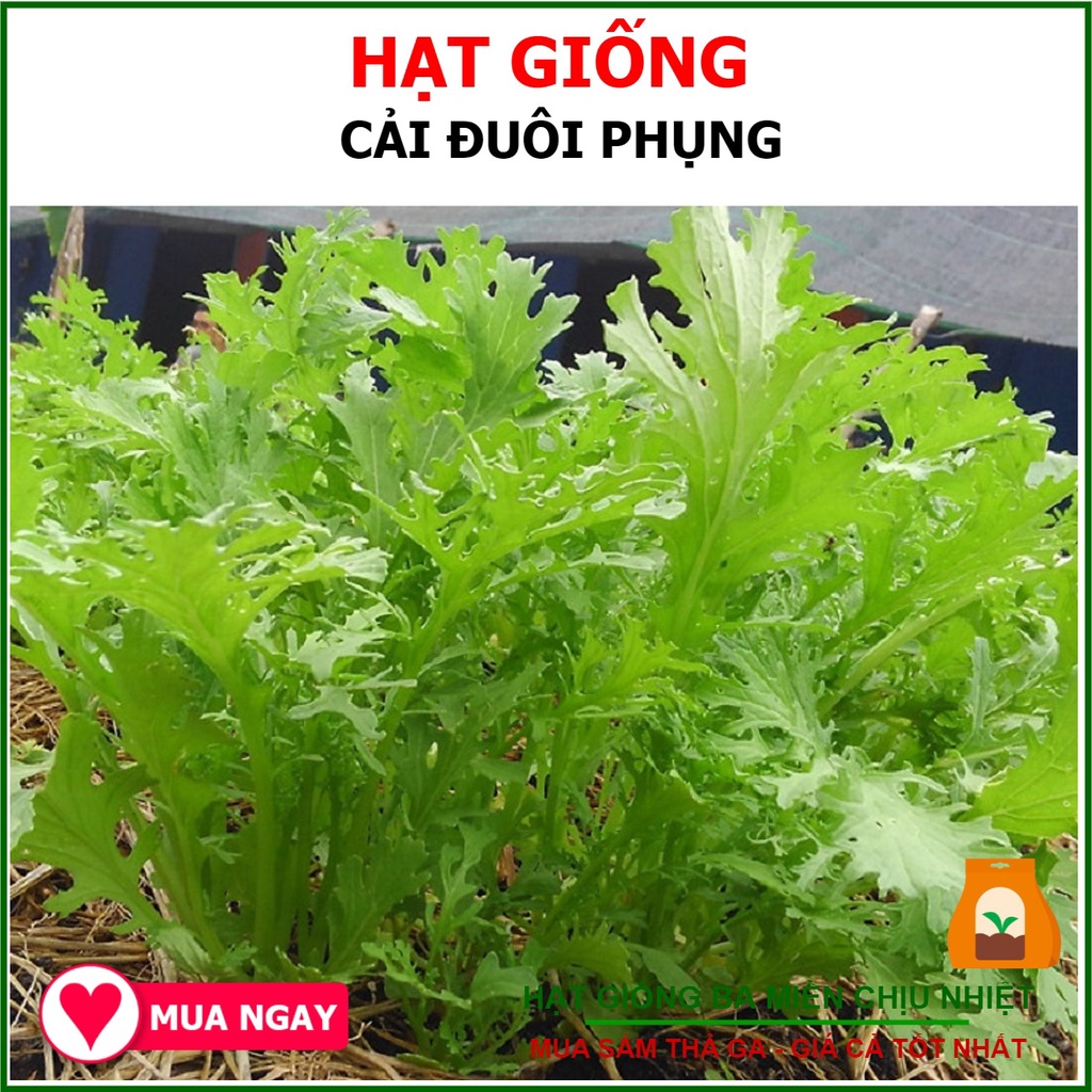 20G - Hạt Giống Cải Ngọt Đuôi Phụng