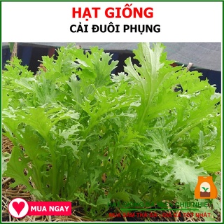 20G - Hạt Giống Cải Ngọt Đuôi Phụng