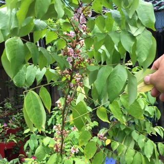 Cây khế thái (khế ngọt siêu trái)