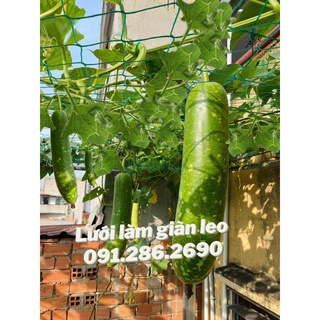 Lưới làm giàn cây leo