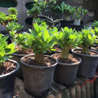 Gói 10 Hạt sứ thái Kim tự tháp