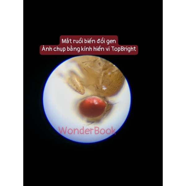 KÍNH HIỂN VI BỎ TÚI mini cho bé khám phá khoa học kính hiển vi cầm tay đồ chơi thông minh steam chính hãng sciencecan