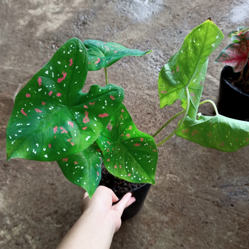 Chậu cây môn xanh đốm trắng đỏ- freckles caladium - ship toàn quốc