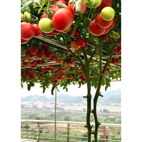 Hạt giống cà chua leo giàn bạch tuộc siêu quả F1