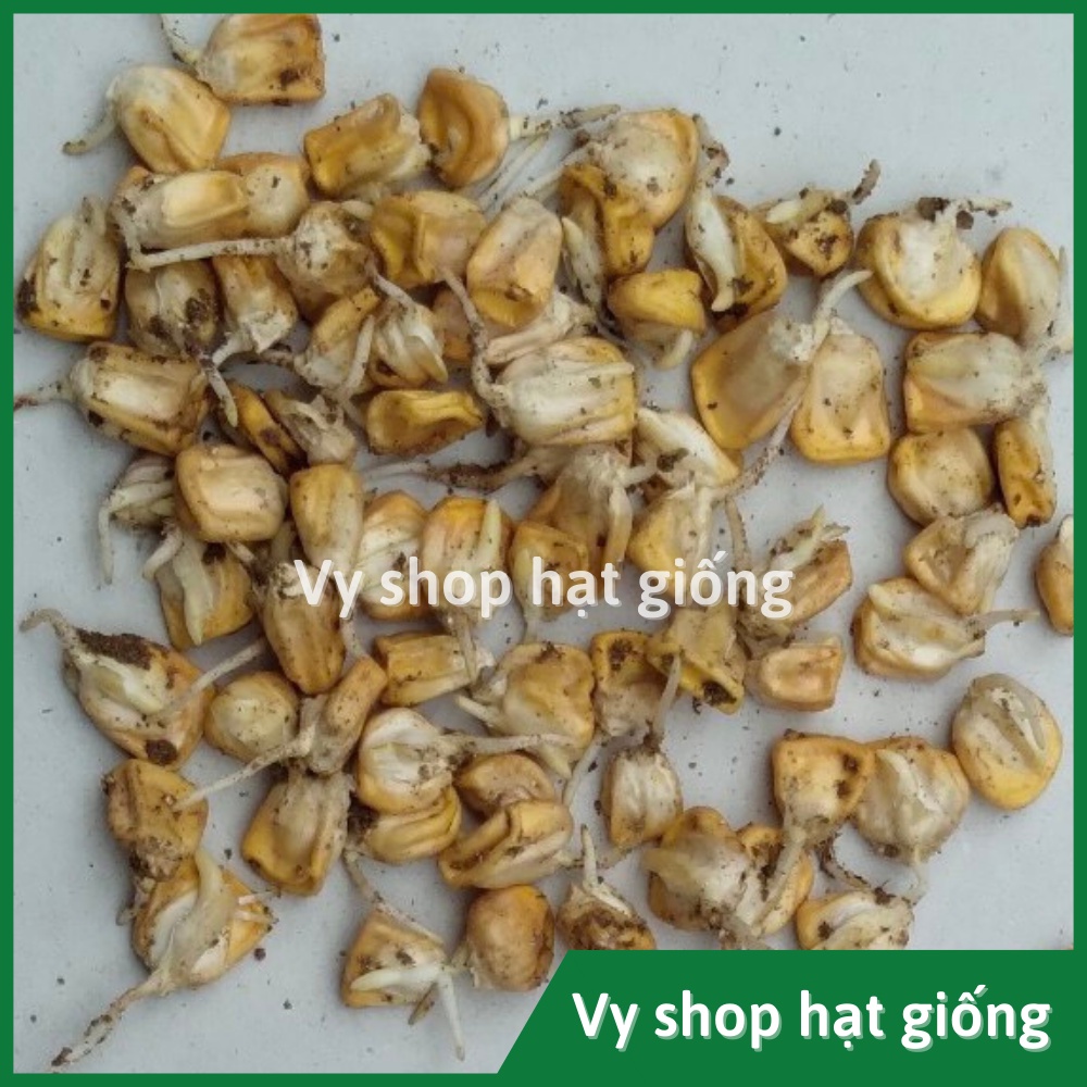 Hạt giống bắp Mỹ  Thái Lan gói 110 hạt