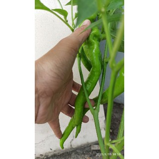 hạt ớt ristra cayenne hybrid