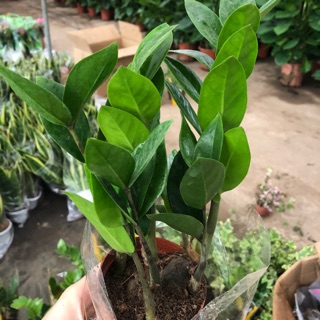 Cây Kim Tiền, Kim Phát Tài