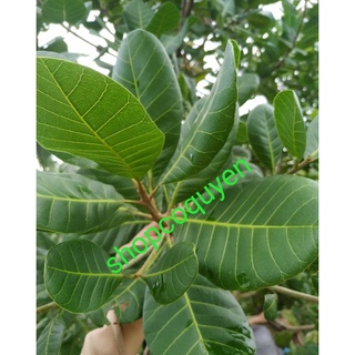 Lá điều đỏ Miền Tây 1ký
