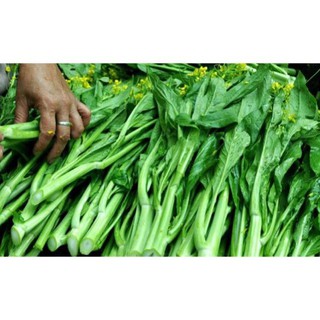 [Siêu khuyến mại] Hạt giống ngồng cải ngọt xanh