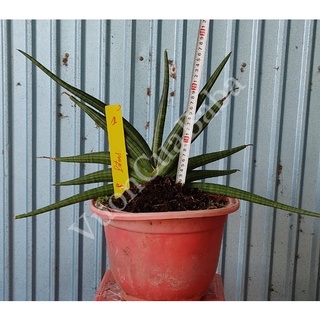 Cây lưỡi hổ - Sansevierias Patents