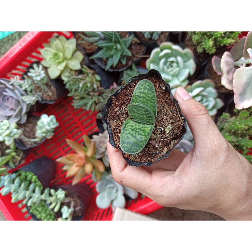 Sen đá Mỏ vịt (Đọc mô tả) Gasteria Liliputana L.a.wyer's T.o.ngue