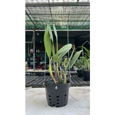 Cattleya lai Epi hoa siêu thơm cây sắp hoa