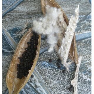 Hạt giống cây bông gòn