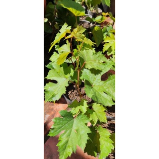 Cây Nho Phù Thủy Halloween (Witch Finger)