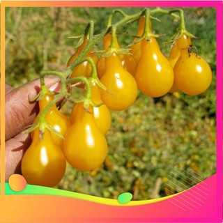 Hạt Giống Cà Chua Lê Vàng - 30 Hạt VIETGAR