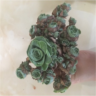 Sen đá hoa hồng xanh dạng chùm to