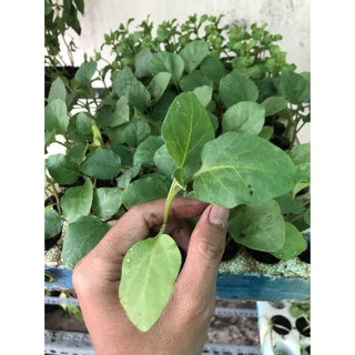 Cây giống Cà Tím trái dài (chỉ giao hỏa tốc TPHCM)