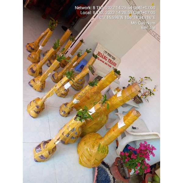 Mai quấn rễ 80 cm trở lên