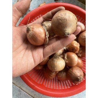 HÀNH CỦ INDO 1KG