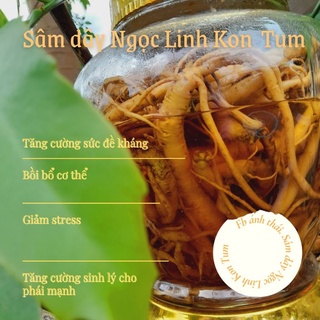 SÂM DÂY - ĐẲNG SÂM HÀNG TƯƠI 15 CỦ 1 KÍ