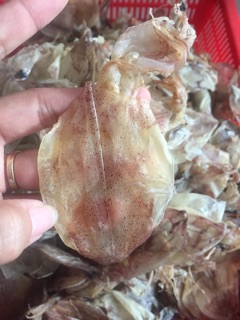Mực Nhí Đồng Tiền