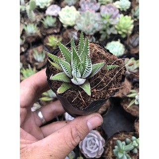 Móng rồng viền trắng bầu