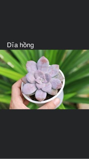 Sen đá nhỏ 3-5cm