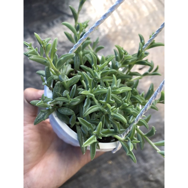 Sen đá CÁ HEO chậu treo
