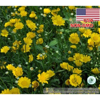 1GR 900.HẠT Hạt Giống Hoa Cúc Chi Vàng (| -KD: B25*V52)