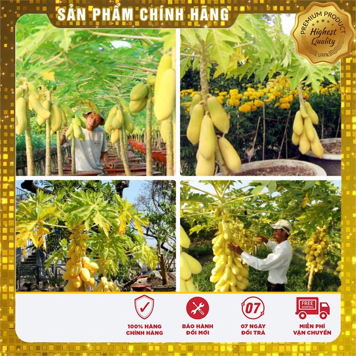 Hạt Giống Đu Đủ Vỏ Vàng ( gói 5 Hạt) Cây Cảnh Đẹp - E3 Audio Miền Nam