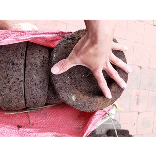 Dớn đĩa trồng lan dk 20cm