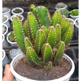 Xương rồng núi to