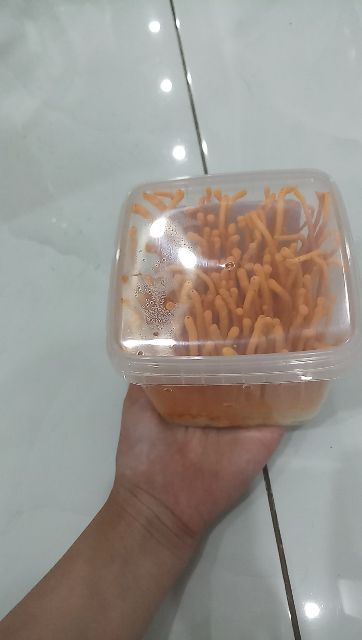 1 hộp 200 gam Đông Trùng Hạ Thảo tươi | BigBuy360 - bigbuy360.vn