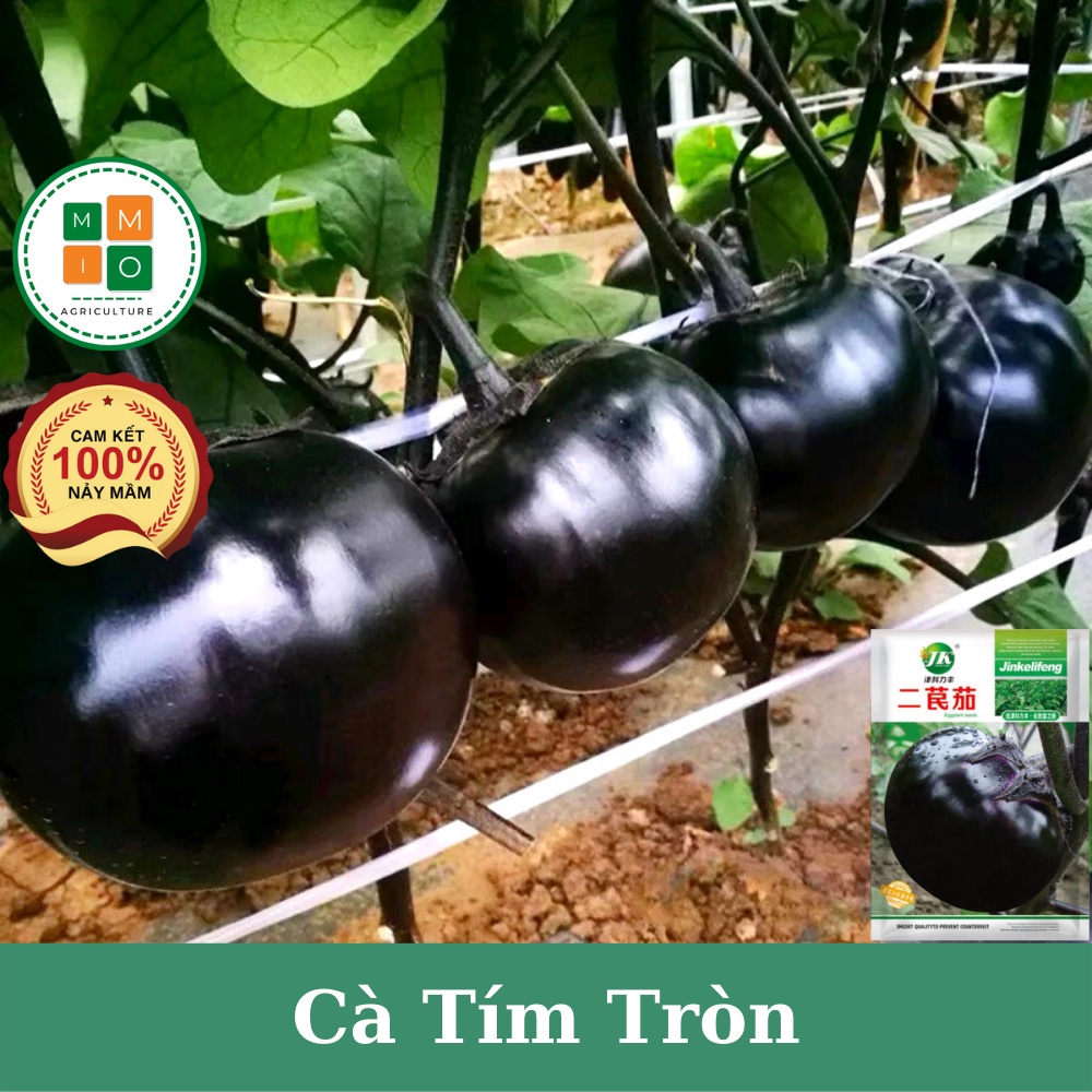 Hạt giống cà tím tròn Đài Loan