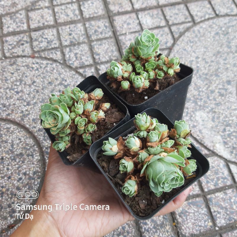 Sen đá Hoa Hồng Bụi Nhí