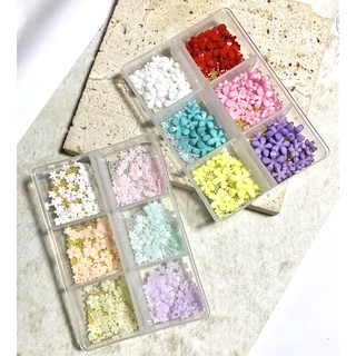 Set hoa nhí nhiều màu.nox