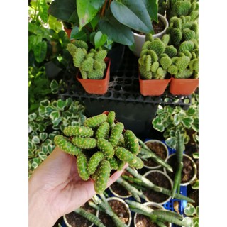 Cây xương rồng tai thỏ mini (chậu 3-4 cây)