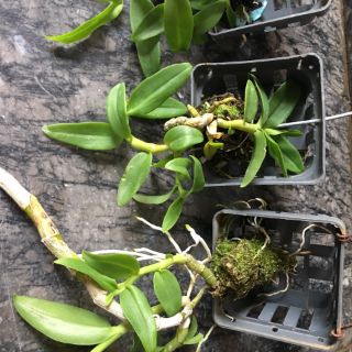 Phi Điệp Trắng Đột Biến