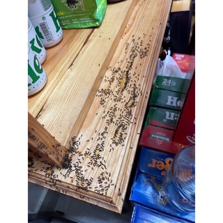 Thuốc diện kiến, diệt gián sinh học từ mặt mía an toàn, hiệu quả nhanh