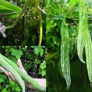 Hạt giống mướp rắn giá rẻ