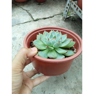 Sen đá bánh bao lửa size 12cm